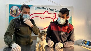 These injured cats were among the first animals to be brought from Aleppo to the practice in Idlib, where they received intensive care.