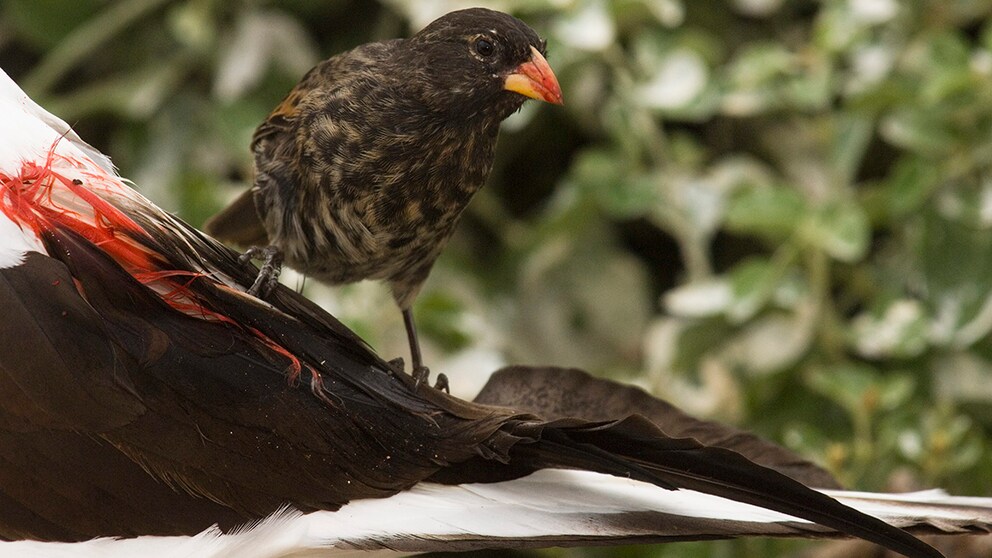 Vampire finch, pointed-billed ground finch (Geospiza difficilis septentrionalis) drinks the blood of a Nazca booby (Sula granti).