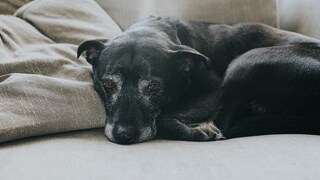 Black, older dog lying on a sofa