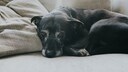 Black, older dog lying on a sofa