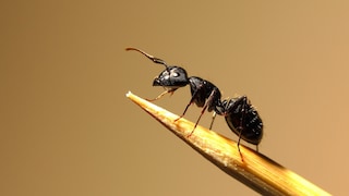 Black garden ant (Lasius niger) on a toothpick