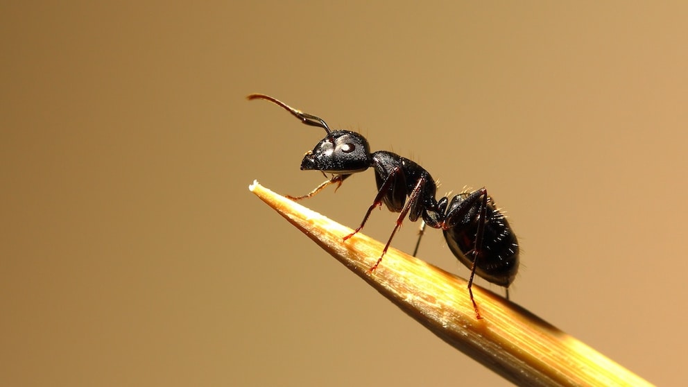 Black garden ant (Lasius niger) on a toothpick