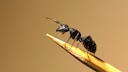 Black garden ant (Lasius niger) on a toothpick