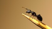 Black garden ant (Lasius niger) on a toothpick