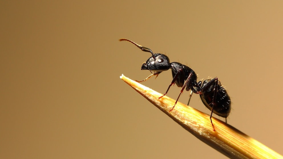 Black garden ant (Lasius niger) on a toothpick