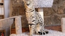 Ashera cat