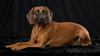 Bavarian Mountain Hound