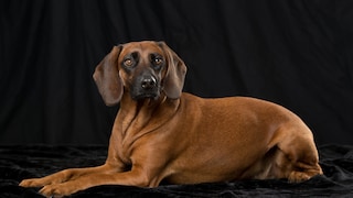 Bavarian Mountain Hound