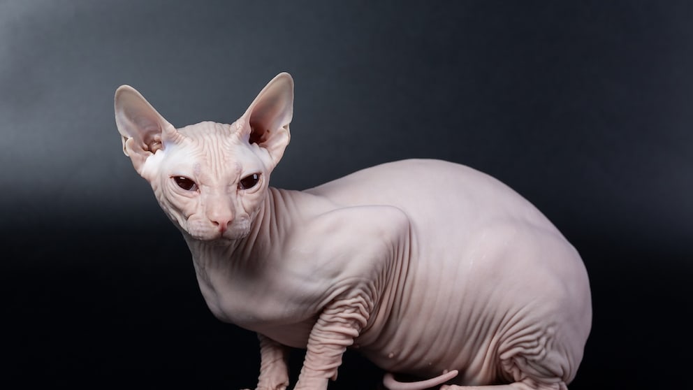 Don Sphynx