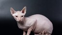 Don Sphynx