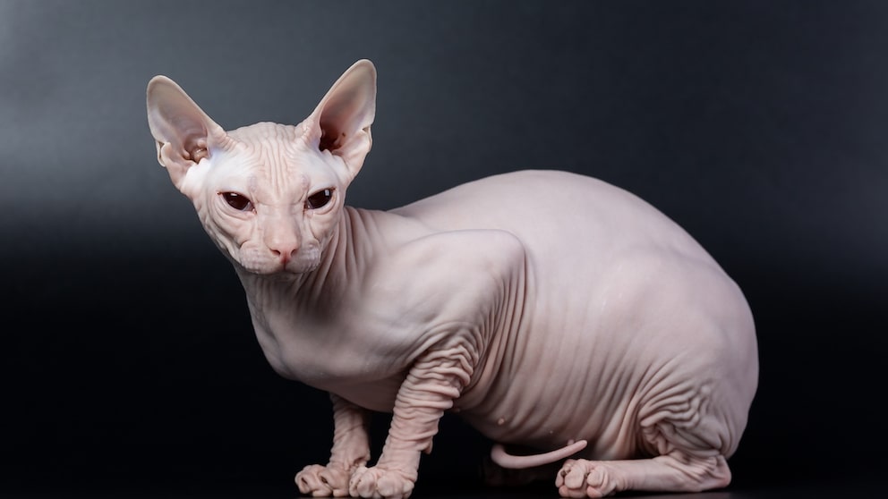 Don Sphynx