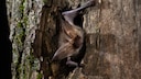 A bat looks out of a tree