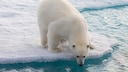 Polar bear on an ice floe