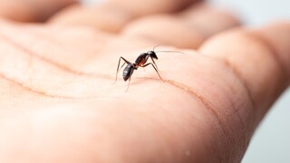 Close-up of an ant on a human hand