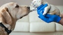 A video has been circulating social media for days showing how a street dog takes her sick puppy to the vet herself to save it. But what is really behind it? (symbolic image)