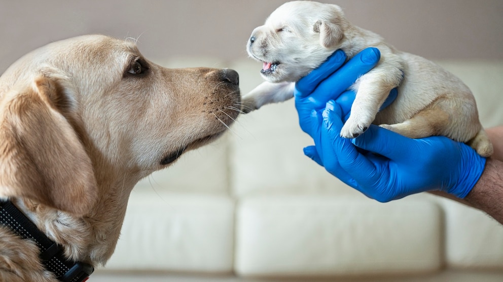 A video has been circulating social media for days showing how a street dog takes her sick puppy to the vet herself to save it. But what is really behind it? (symbolic image)