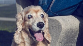 PRA (progressive retinal atrophy) is an eye disease that can lead to vision loss in pets such as dogs and cats.