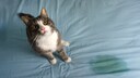 Cat sits on mattress next to a wet spot