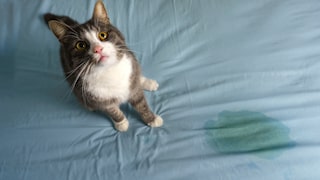 Cat sits on mattress next to a wet spot