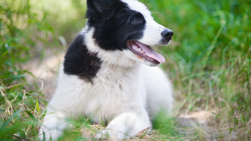 The Yakutskaya Laika originates from Yakutia, a remote and cold region in north-eastern Russia. It is one of the oldest dog breeds in the world.