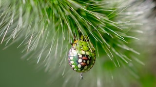 Picasso shield bug (Sphaerocoris annulus)
