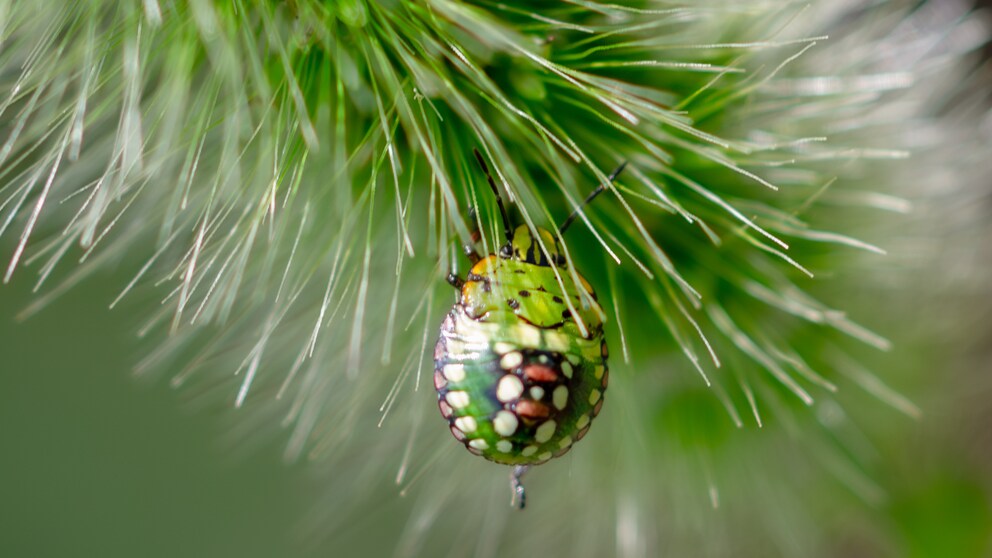 Picasso shield bug (Sphaerocoris annulus)