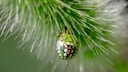 Picasso shield bug (Sphaerocoris annulus)