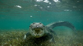 Are crocodiles really deliberately luring human prey with a new trick? At least that's what several viral videos claim