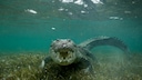 Are crocodiles really deliberately luring human prey with a new trick? At least that's what several viral videos claim