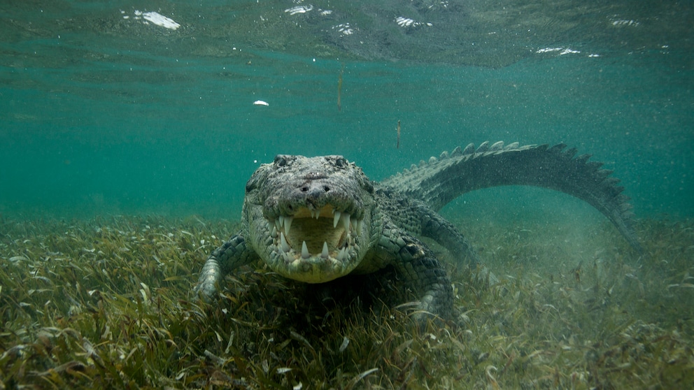 Are crocodiles really deliberately luring human prey with a new trick? At least that's what several viral videos claim