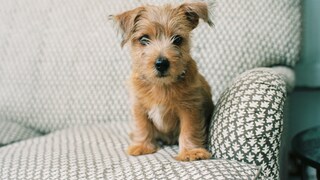 Small but mighty! The Norfolk Terrier is one of the smallest members of the terrier family, but impresses with its self-confident personality
