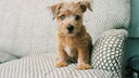 Small but mighty! The Norfolk Terrier is one of the smallest members of the terrier family, but impresses with its self-confident personality