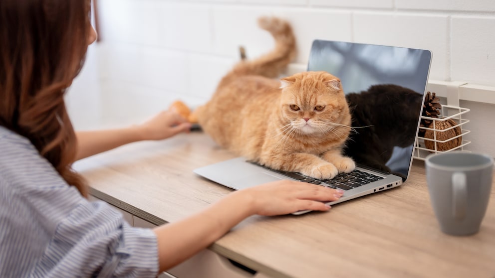 Cat sits on keyboard in home office