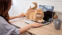 Cat sits on keyboard in home office