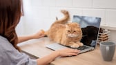 Cat sits on keyboard in home office