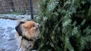 Editorial dog Yumi sniffs a discarded Christmas tree