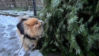 Editorial dog Yumi sniffs a discarded Christmas tree