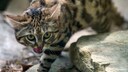 A black-footed cat licks its lips