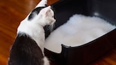 Cat sitting in front of its litter box