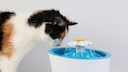 Cat at the drinking fountain