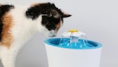 Cat at the drinking fountain