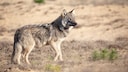 Difference jackal coyote wolf