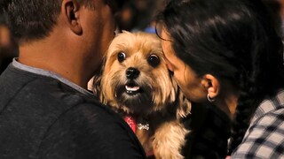 Can permanent stress in dogs promote diseases such as cancer? This is one of the questions scientists are investigating.