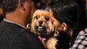 Can permanent stress in dogs promote diseases such as cancer? This is one of the questions scientists are investigating.