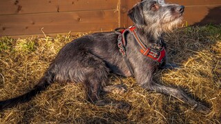 The Lurcher is one of the rare hybrid breeds specifically bred for hunting. Its origins date back to the Middle Ages when common people in Britain and Ireland were prohibited from owning purebred sighthounds.