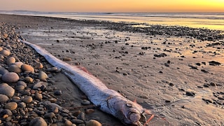 Beachgoers in Mexico witnessed an unusual discovery of a living fish. They found a still-living lancetfish (stock image)