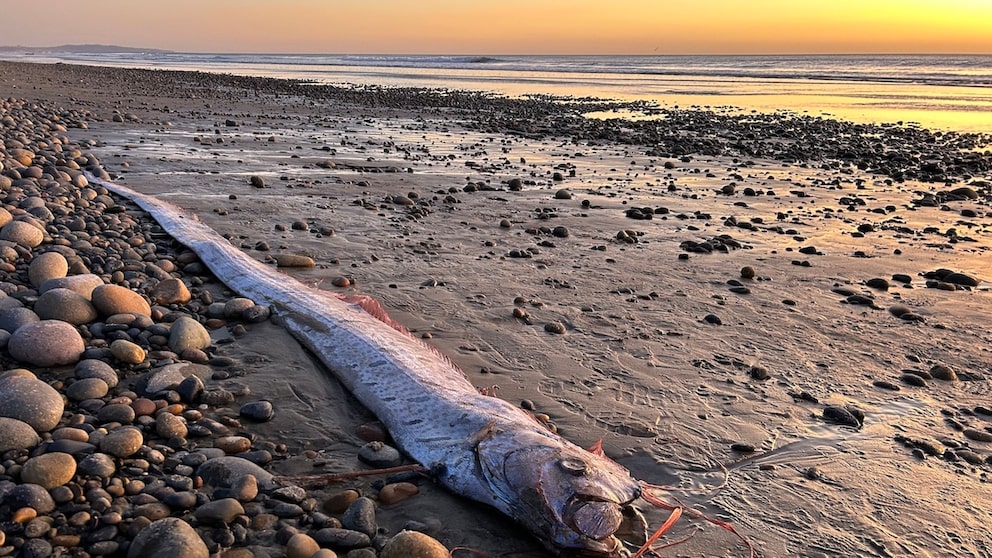 Beachgoers in Mexico witnessed an unusual discovery of a living fish. They found a still-living lancetfish (stock image)