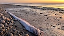 Beachgoers in Mexico witnessed an unusual discovery of a living fish. They found a still-living lancetfish (stock image)