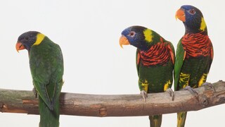 Three Coconut Lorikeets on a branch (isolated)