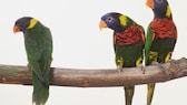 Three Coconut Lorikeets on a branch (isolated)